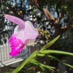 Arundina graminifolia Λουλούδι