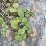 Scutellaria rupestris