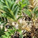 Astragalus sempervirens Blüte