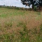 Agrostis capillarisFlower