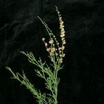 Rumex hastatus عادت