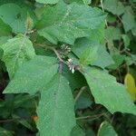 Solanum americanum Φύλλο