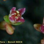 Crassula vaillantii Máis