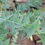 Acacia cultriformis Leaf