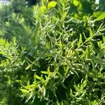 Symphyotrichum oblongifolium Leaf