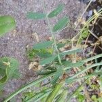 Vicia grandiflora पत्ता