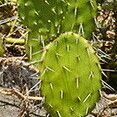 Opuntia guatemalensis