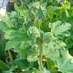 Althaea officinalis Blatt