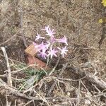 Tulbaghia violaceaFlower