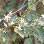 Cynanchum acutum Flor