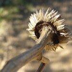 Pallenis spinosa Fruto