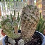 Mammillaria gracilis Hostoa