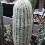 Espostoa lanata ശീലം