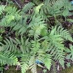 Polystichum rigens Other