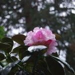 Rhododendron clementinae Flower