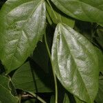 Oxyrhynchus trinervius Hoja