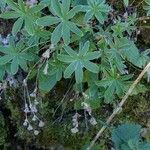 Alchemilla alpigena Blad