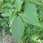 Pterostyrax hispidus Folla