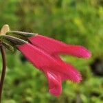 Salvia buchananii 花