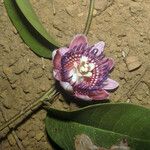 Passiflora gabrielliana Flower