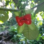 Drymonia serrulata Fruto