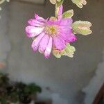 Mesembryanthemum nodiflorum Fleur