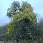 Salix × pendulina Habit