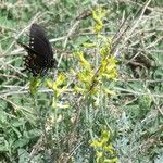 Corydalis aurea عادت داشتن