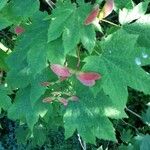 Acer circinatum ফল