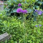 Allium giganteum 整株植物