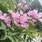 Lagerstroemia speciosaKwiat