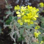 Descurainia millefolia ফুল