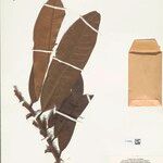 Iryanthera coriacea Leaf