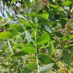 Eucalyptus nicholii Leaf