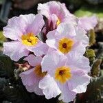 Primula × pubescens Flor