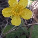 Ranunculus bullatus ফুল