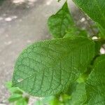 Prunus padus List