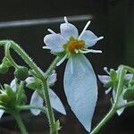 Saxifraga stolonifera Λουλούδι