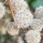 Urtica pilulifera Frucht