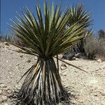 Yucca schidigera Habitus