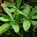 Rhododendron luteum برگ