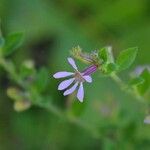 Cuphea strigulosa Flor