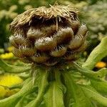 Centaurea macrocephala ഫലം