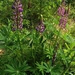 Lupinus perennis Агульны выгляд