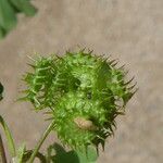 Medicago polymorpha फल