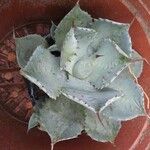 Agave potatorumLeaf