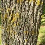 Salix euxina Bark