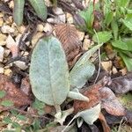 Hieracium tomentosum Leaf