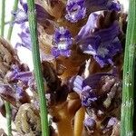 Orobanche nana Кветка
