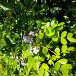 Guaiacum officinale Lorea
